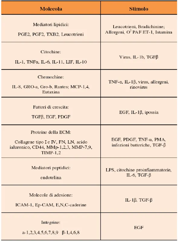 Tabella 1.2: Molecole espresse/prodotte dall'epitelio delle vie aeree (Knight et al. 2003)