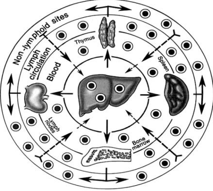 Fig. 4. Il destino dei leucociti “leukocytes” a seguito di trapianto di 