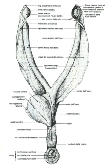 Figura 1:  Apparato genitale della cagna in veduta ventrale  dopo isolamento e distensione (da Barone R., 1994) 