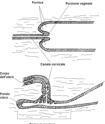 Figura 3: Sezione longitudinale mediana dell’area cervicale (da Roszel JF, 1992). 