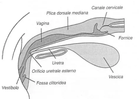 Figura 4: Sezione sagittale del vestibolo, della vagina e della cervice di cagna ( da  Ettinger S.J, 