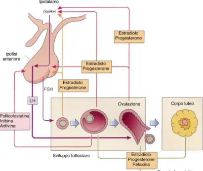 Figura 6: Interazioni ipotalamo-ipofisi-ovaio. GnRH, ormone rilasciante le gonadotropine; FSH,  ormone follicolo stimolante; LH, ormone luteinizzante 