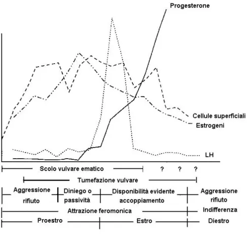 Figura 7 :  Illustrazione diagrammatica delle modificazioni comportamentali endocrine in  corso di fase follicolare della cagna (da  Feldman E.C., Nelson R.W.,1998) 