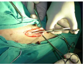 Figura 9: Intervento di ovariectomia eseguito presso il Dipartimento di Clinica Veterinaria  dell’Università di Pisa 