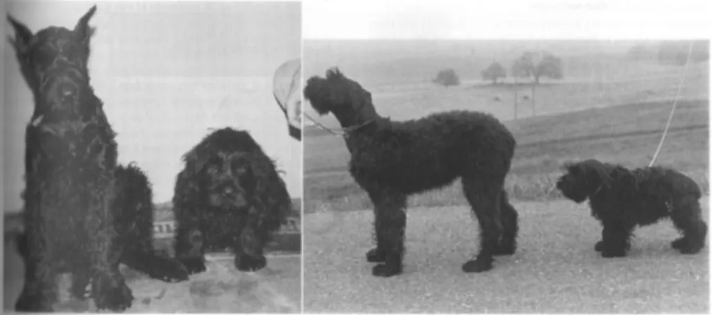 Figura 30: Soggetti della stessa cucciolata di schnauzer giganti femmina di otto mesi di  età; il cane a sinistra è normale, quello a destra è affetto da ipotiroidismo congenito  (cretinismo)