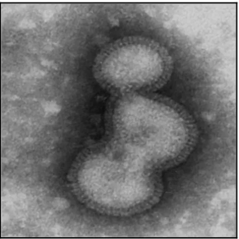 Figura 2. Virus dell’influenza aviare