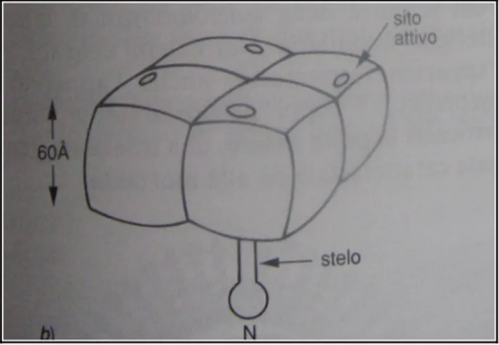 Figura 6. Struttura di una neuroaminidasi Antigeni virali