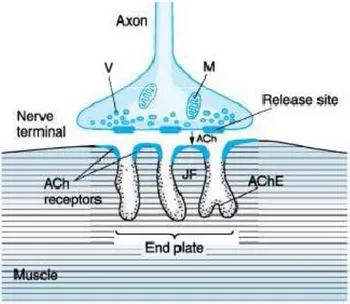 Figura  2:  la  giunzione  neuromuscolare.  V,    vesicola  sinaptica;  M,    mitocondrio;  ACh,   acetilcolina; AChE,  acetilcolinesterasi; JF,  spazi subneurali (junctional folds).