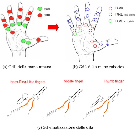 Figura 3: Razionalizzazione dei GdL e schematizzazione delle dita