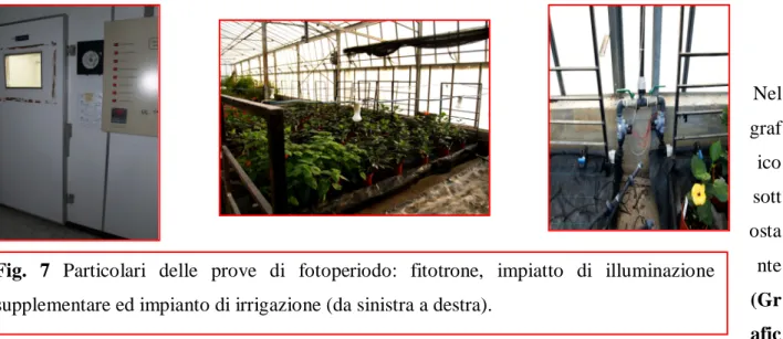 Fig.  7  Particolari  delle  prove  di  fotoperiodo:  fitotrone,  impiatto  di  illuminazione  supplementare ed impianto di irrigazione (da sinistra a destra)