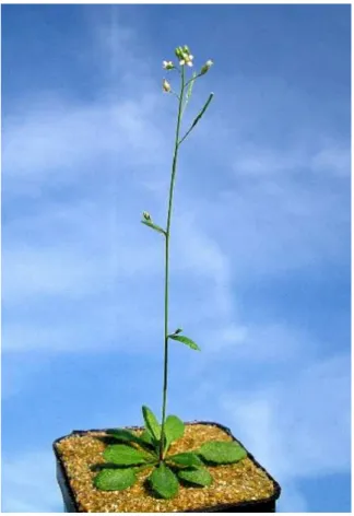 Figura 1.10. Arabidopsis thaliana
