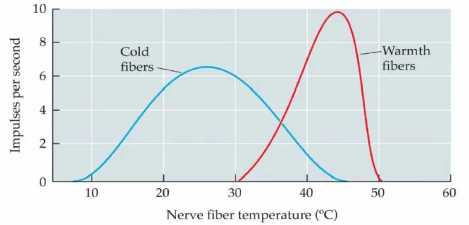 Figura 1.2: grafico degli impulsi al secondo per le fibre nervose dei termocettori in  funzione della temperatura 
