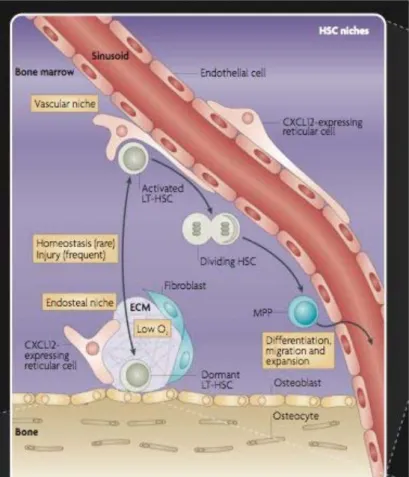 Figura 1.4: Schema della nicchia osteoblastica e 