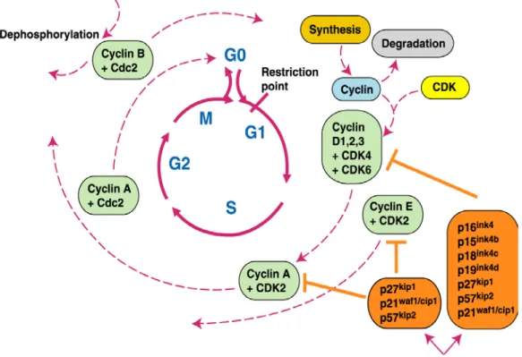 Figura 1.5: Schematizzazione del ciclo cellulare in mammiferi (tratto da Shah and Schwartz; 2001) 