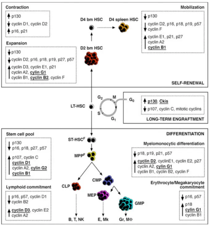 Figura 1.8: Schema riassuntivo degli indici di proliferazione, del ciclo cellulare e dello stato dei componenti 