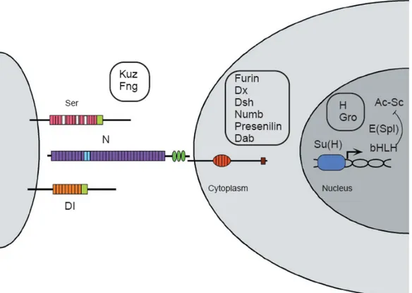 Fig. 9. The Notch-Delta pathway  