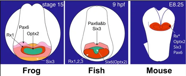 Fig. 10. Eye field transcription factors (EFTFs) have overlapping expression patterns during eye  primordia formation