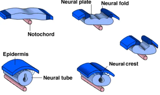 Fig. 1.  Vertebrate Neural Tube formation  (neurulation; Lewis Wolpert., 1986) 