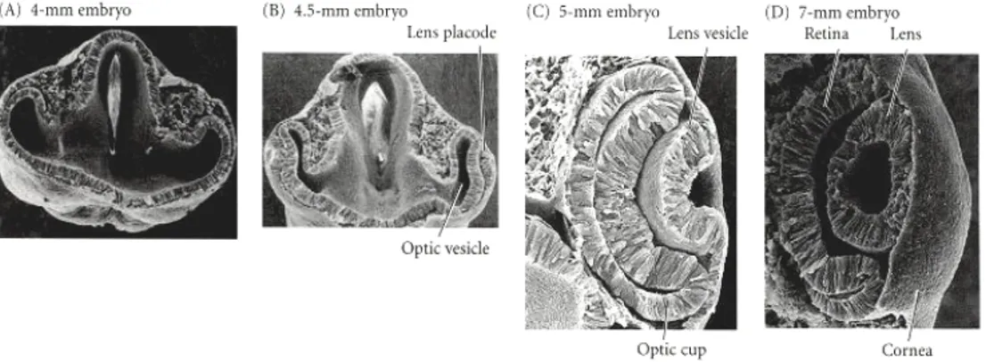 Fig. 3. Development of theVertebrate eye.  