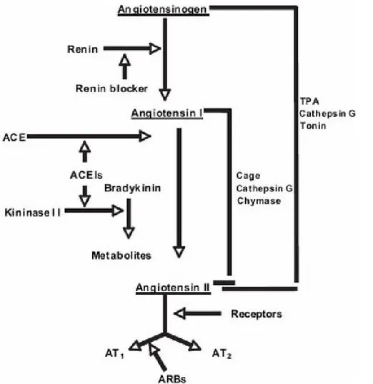 Fig. 9 Pharmacological RAS inhibition by renin inhibitors, ACE inhibitors and ARBs. 