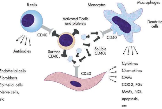 Fig. 2 CD40L-CD40 interaction. 
