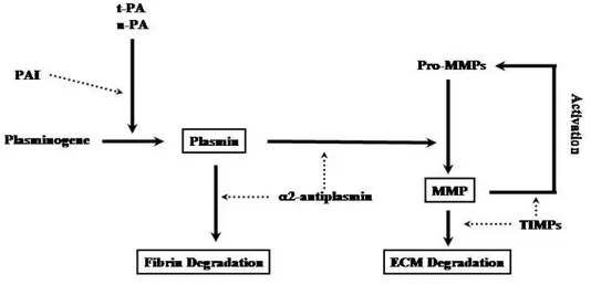 Fig. 5 Fibrinolysis inhibition by PAI-1 