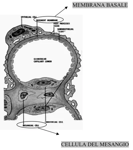 Fig 2.2 Immagine dell’interstizio mesangiale: la mancanza della membrana basale che separi il lume capillare  dall’interstizio mesangiale facilita il deposito di IC a tale livello