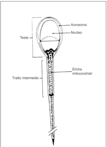 Figura 2 – Schematizzazione grafica di uno spermatozoo visto al microscopio (da Smith,  1984) 