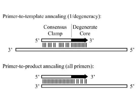 Fig. 6. Rappresentazione schematica del metodo CODEHOP. (A) L’“annealing” al  substrato di DNA da parte della regione 3’ degenerata del primer (degenate core) è  stabilizzato dalla regione 5’ non-degenerata (consensus clamp)