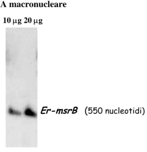 Fig. 7.  Ibridazione in Southern blot tra DNA di  E. raikovi  e sonda  msrB -specifica