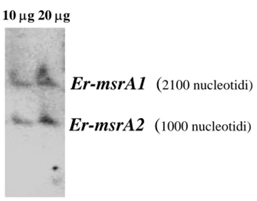Fig. 10. Identificazione dei geni  Er-msrA1  e  Er-msrA2  mediante ibridazione, in  Southern blot, di una preparazione di DNA macronucleare con sonde radioattive  allestite con loro prodotti di amplificazione