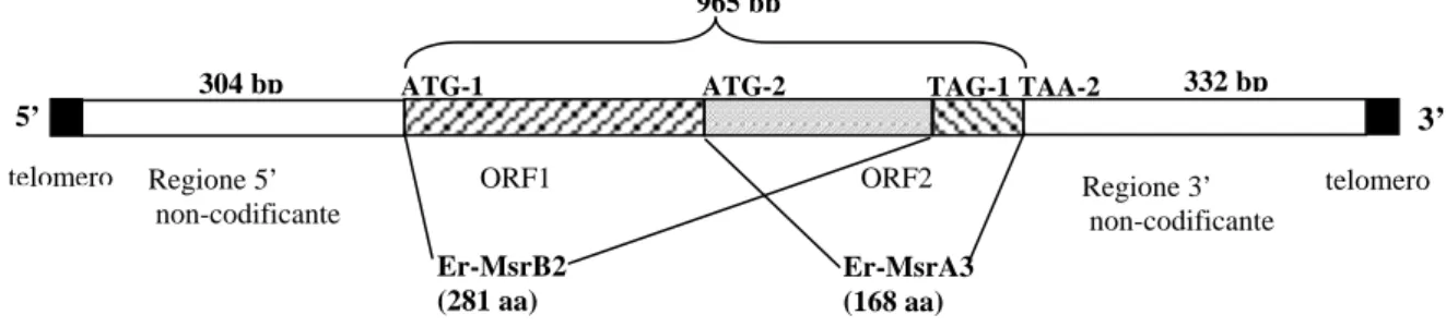 Fig. 13. Rappresentazione schematica dell’organizzazione del gene  Er-msrA/B.    