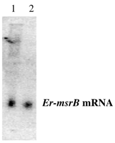 Fig. 15. Analisi in  Northern blot di RNA totale (40 µg/corsia) estratto da cellule  mantenute in condizioni standard (corsia 1) e cellule trattate con H 2 O 2  (corsia 2), e  incubato con un oligonucleotide corrispondente ad un segmento di sequenza del ge