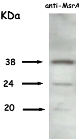 Fig. 17. Identificazione in Western blot di tre Er-MsrA, di 20, 24 e 38 kDa, in  estratti cellulari di  E