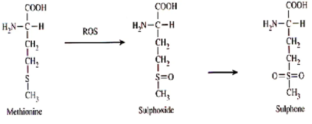 Fig. 1. Formazione del solfossido e del solfone di metionina da parte delle ROS 