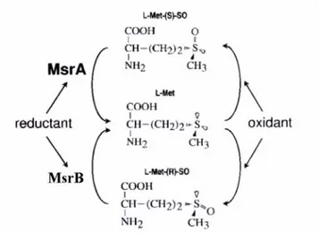 Fig. 2. Riparazione enzimatica dei diasteroisomeri S e R di solfossido di metionina  mediante l’attività delle metionina-solfossido reduttasi MsrA e MsrB