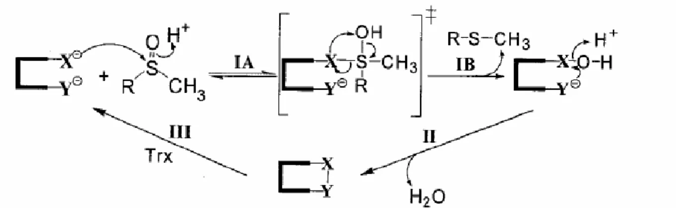 Fig. 3. Meccanismo catalitico delle metionina-solfossido reduttasi (come descritto da  Olry et al., 2002)