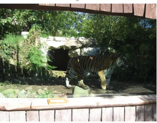 Fig 2.7 Exhibit naturalistico del Giardino Zoologico di Pistoia con esemplare di  tigre 