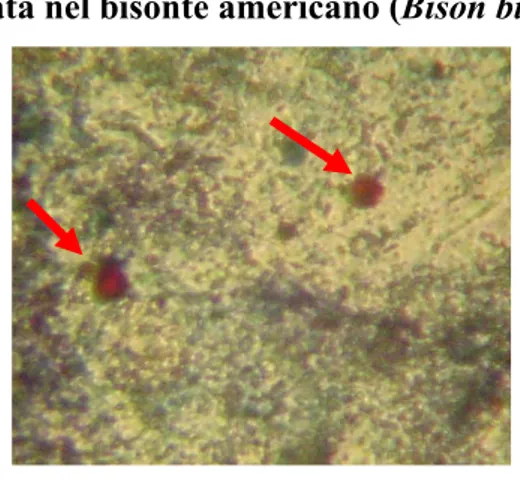 Fig. 3.5. oocisti di Cryptosporidium  isolata nel bisonte americano (Bison bison) 