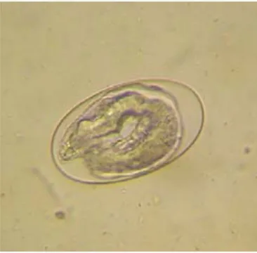 Fig. 3.10. Uovo di strongilo gastro-intestinale 