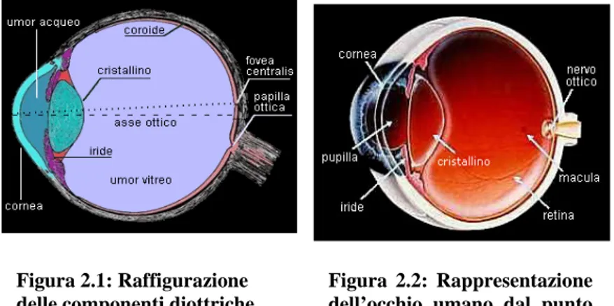Figura 2.2: Rappresentazione  dell’occhio umano dal punto  di vista anatomico. 