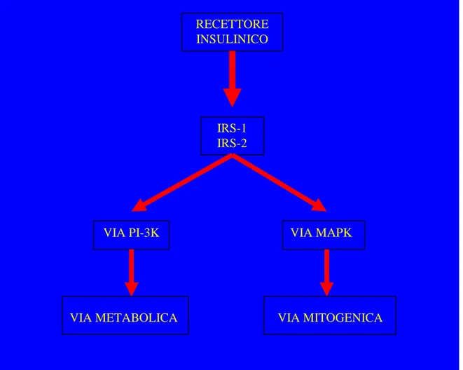 Fig. 10   Le vie metaboliche innescate dal legame dell’insulina al suo recettore . 