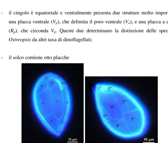 Fig. 12. Arrangiamento tecale dell’epiteca e dell’ipoteca di O. ovata osservata in fluorescenza