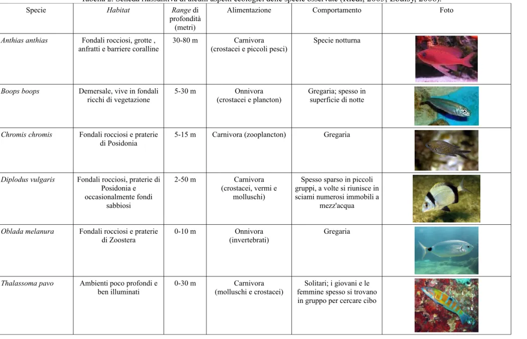 Tabella 2. Scheda riassuntiva di alcuni aspetti ecologici delle specie osservate ( Riedl, 2005; Louisy, 2006 ).