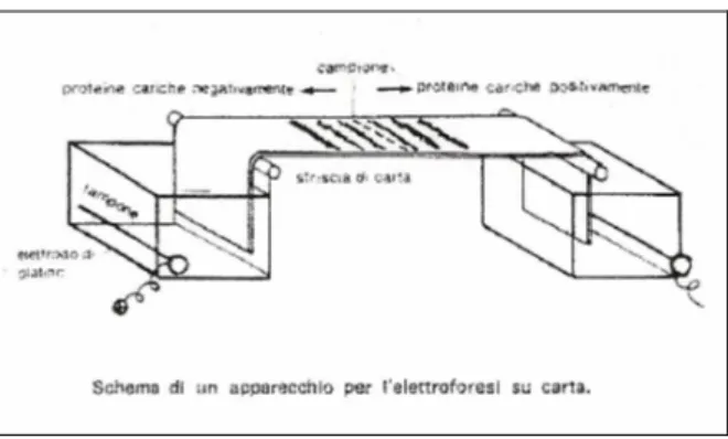 Fig. 1.7.1  Strumento per effettuare elettroforesi su carta[Tratto da testo  N.8] 