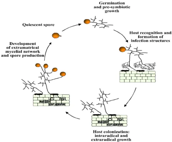 Fig. 2 -   Ciclo vitale dei funghi micorrizico-arbuscolari (Giovannetti, 2000)  