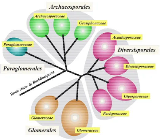 Fig.  4  -    Albero  filogenetico  dei  funghi  micorrizici  arbuscolari  (da:  http://www.lrz- http://www.lrz-uenchen.de/~schuessler/amphylo/) 
