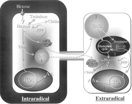 Fig. 5 -  Flussi metabolici del carbonio nella fase intra ed extraradicale di funghi micorrizico- micorrizico-arbuscolari