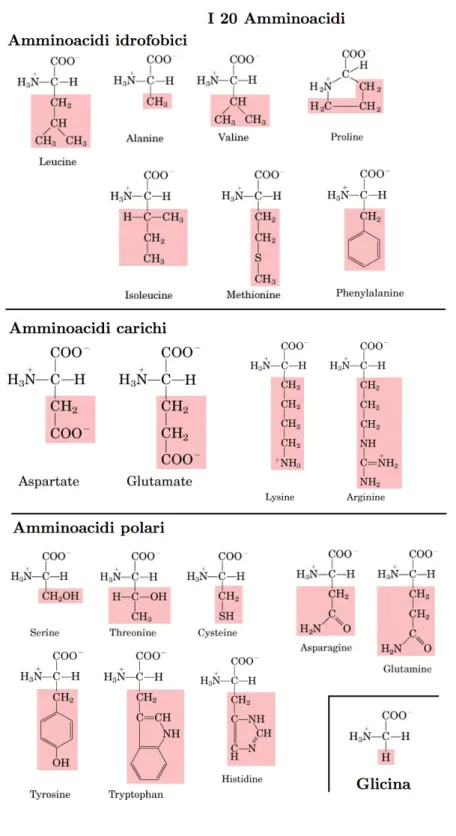 Figura 1.2: I 20 amminoacidi presenti negli organismi biologici. Ci` o che li distingue ` e la catena laterale, evidenziata in rosso nella figura.