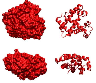 Figura 1.8: La struttura della mioglobina, vista da due direzioni differenti: a sinistra la superficie molecolare, e a destra la struttura secondaria
